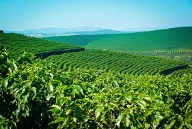 Do grão à xícara: o caminho do café perfeito do Grupo Araxáminas